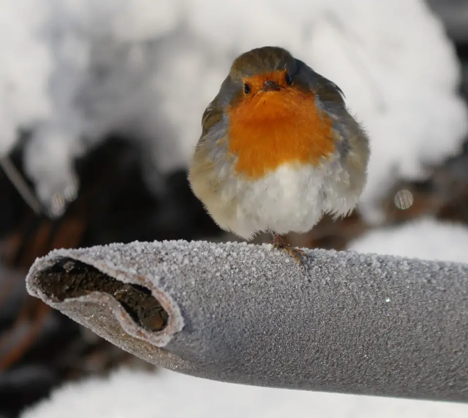 A robin perched on a frost-covered exposed pipe in the snow