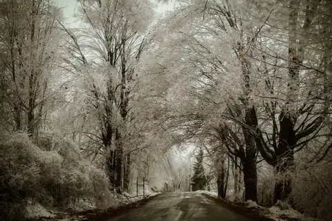 Tree branches coated in thick ice after an ice storm