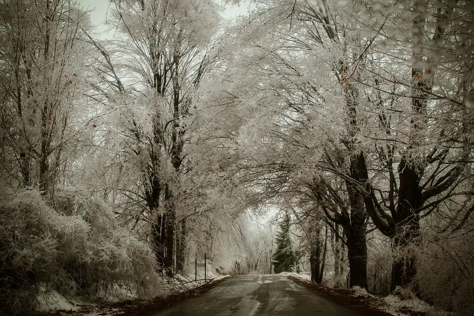 Tree branches coated in thick ice after an ice storm